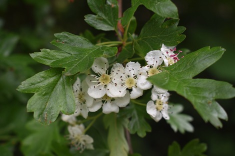 White hawthorn blossoms and green hawthorn leaves